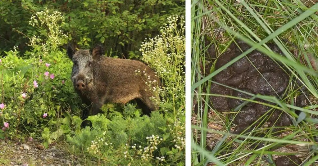 Wildschwein