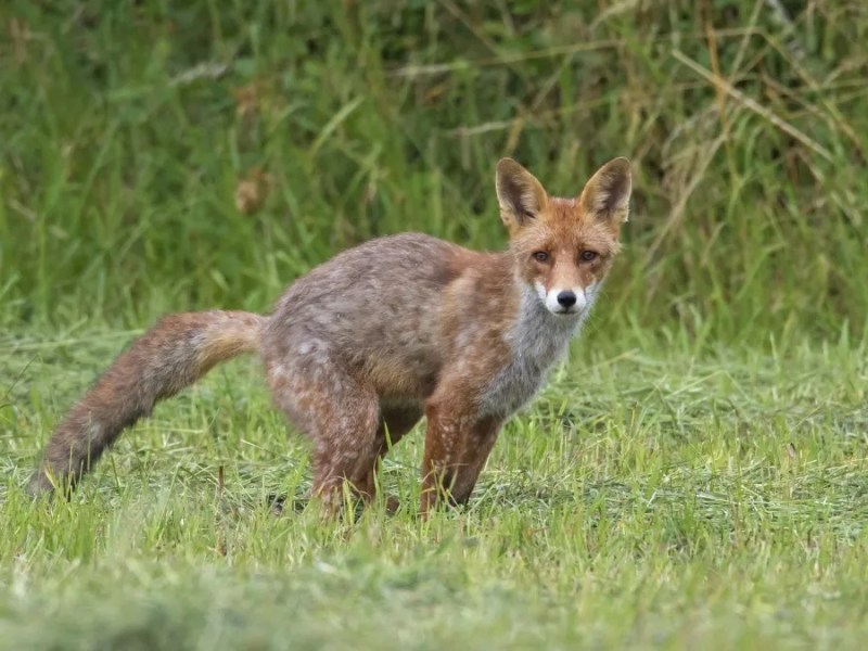 Fuchs im Garten