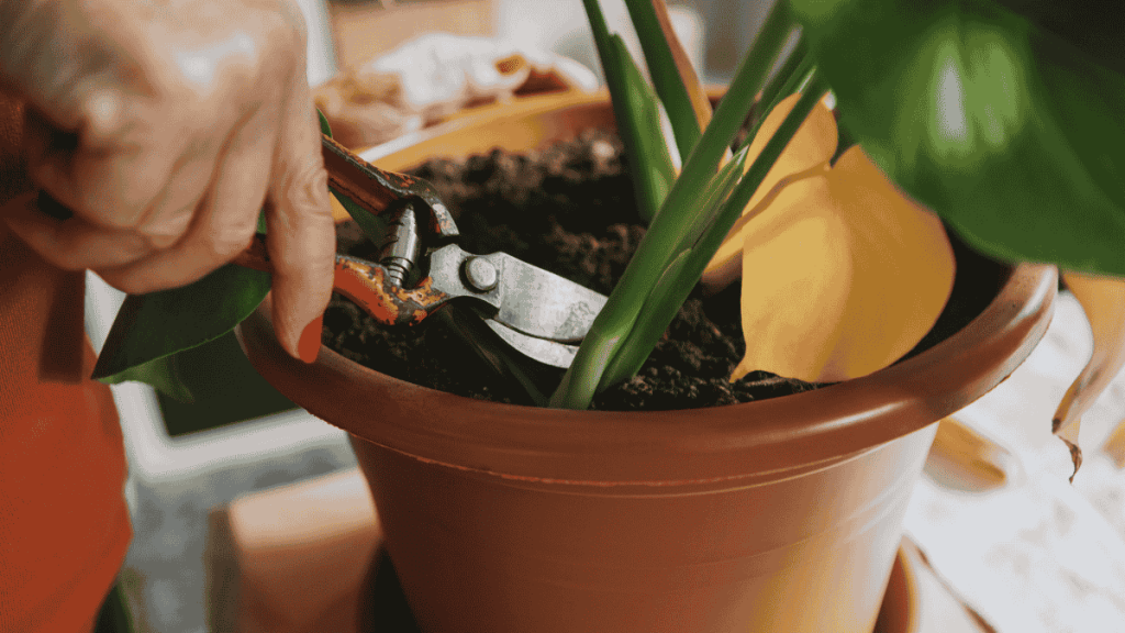 zimmerpflanzen schneiden, Monstera schneiden