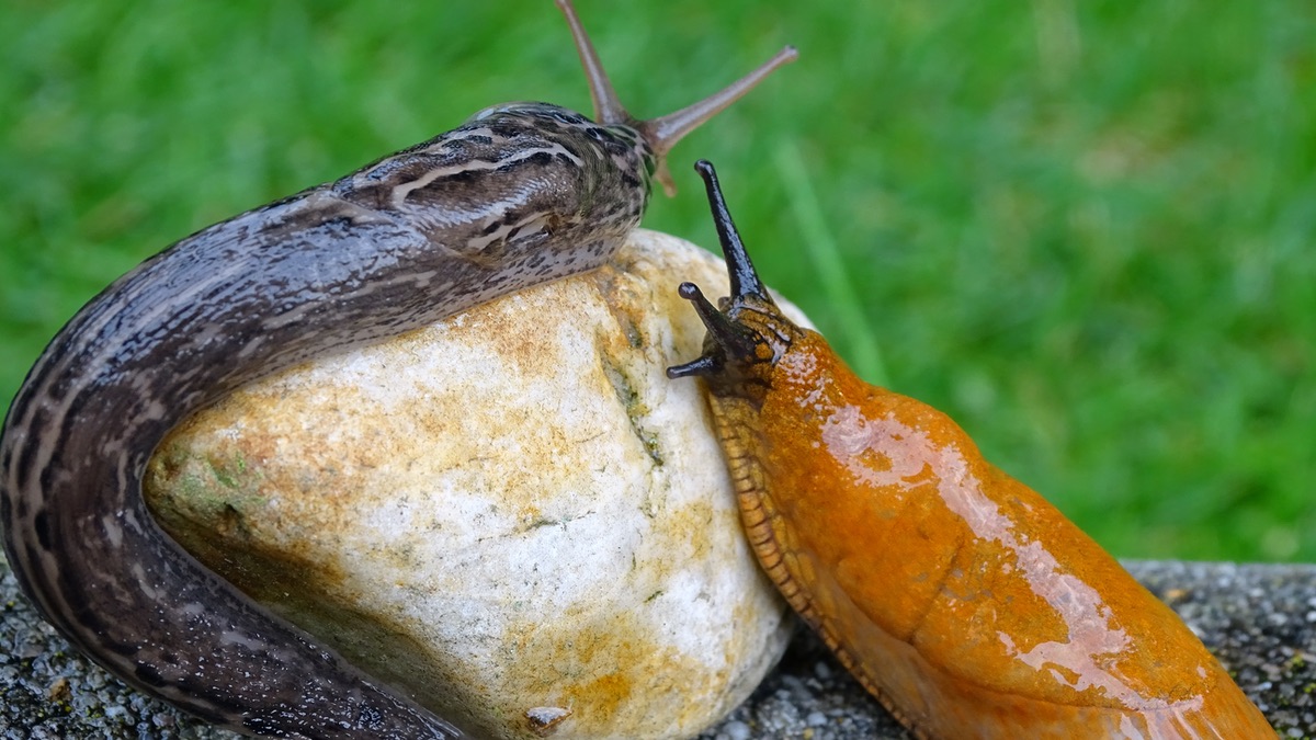 Zwei Nacktschnecken im Garten an einem kleinen Stein.