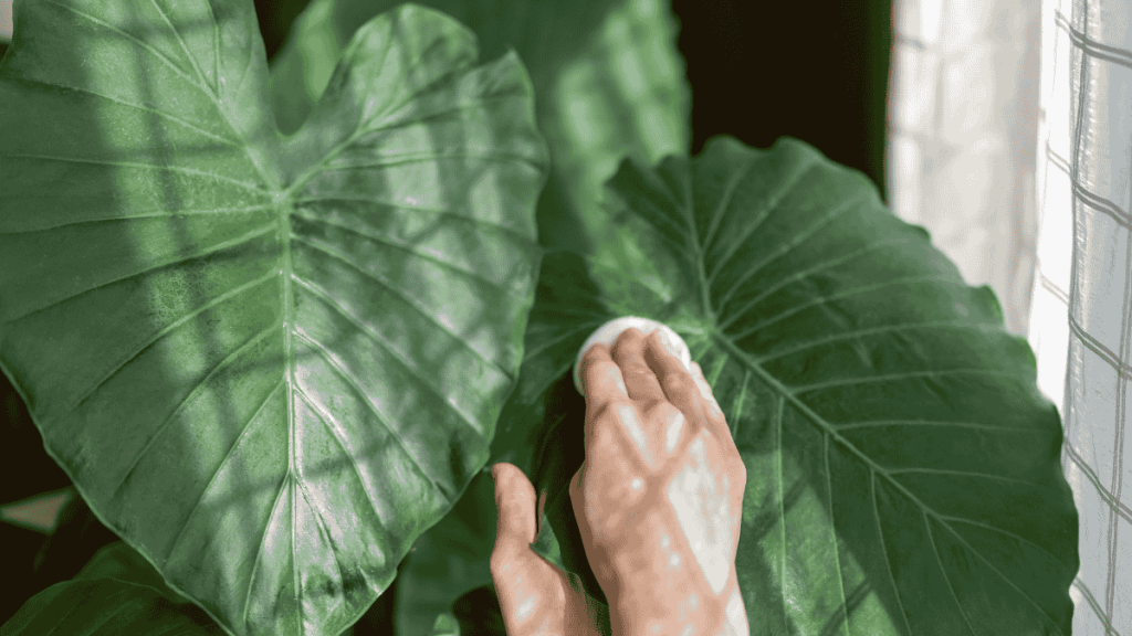 Alocasia Pflege, Blatt reinigen