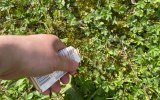 Backpulver wird gegen Moos im Rasen eingesetzt.