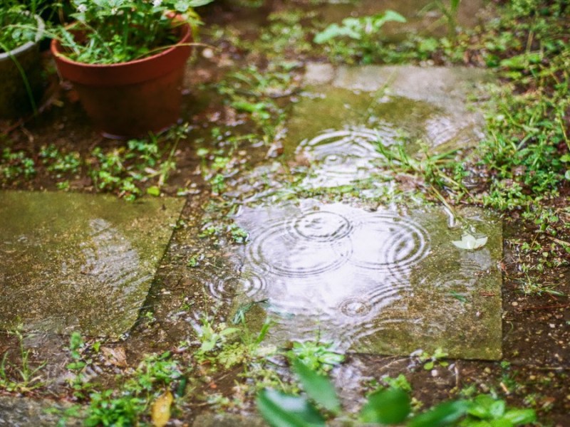 Regen in einem Garten.