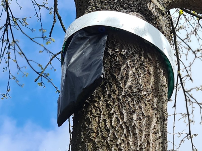 eine Falle gegen Eichenprozessionsspinner an einem Baum