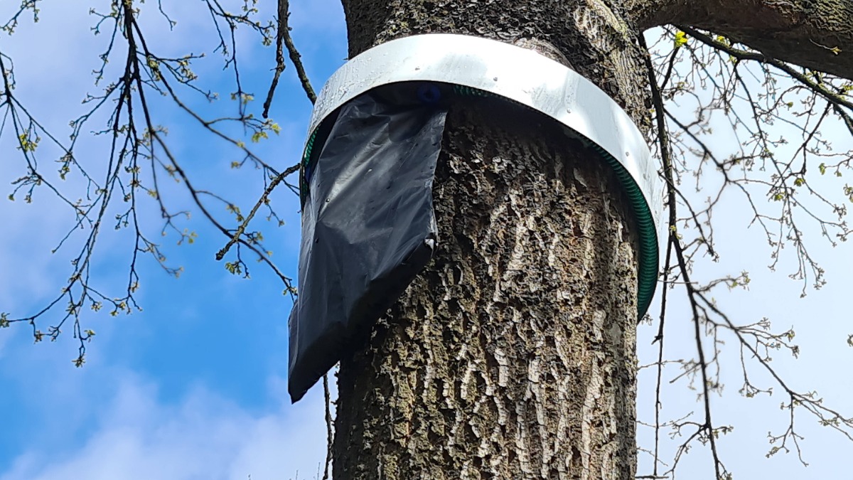 eine Falle gegen Eichenprozessionsspinner an einem Baum