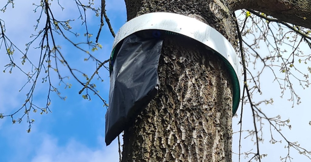 Eine Falle gegen Eichenprozessionsspinner an einem Baum