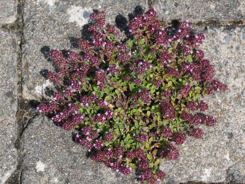 Feldthymian als Fugenpflanze.