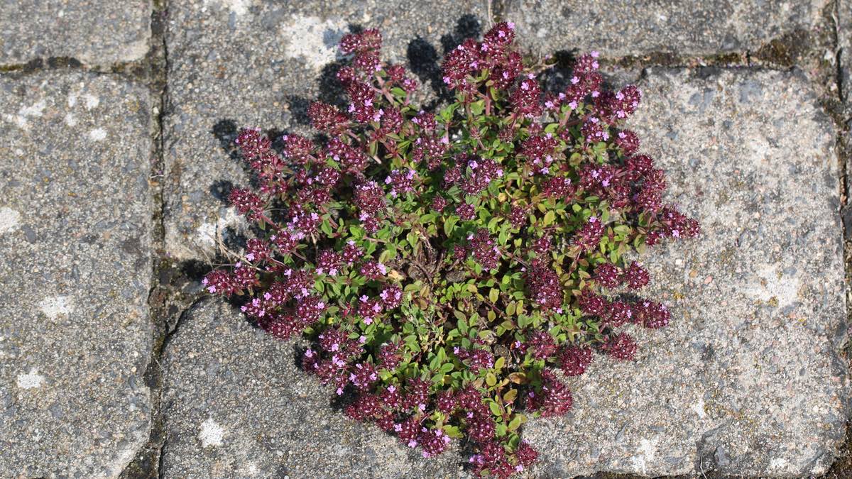Feldthymian als Fugenpflanze.