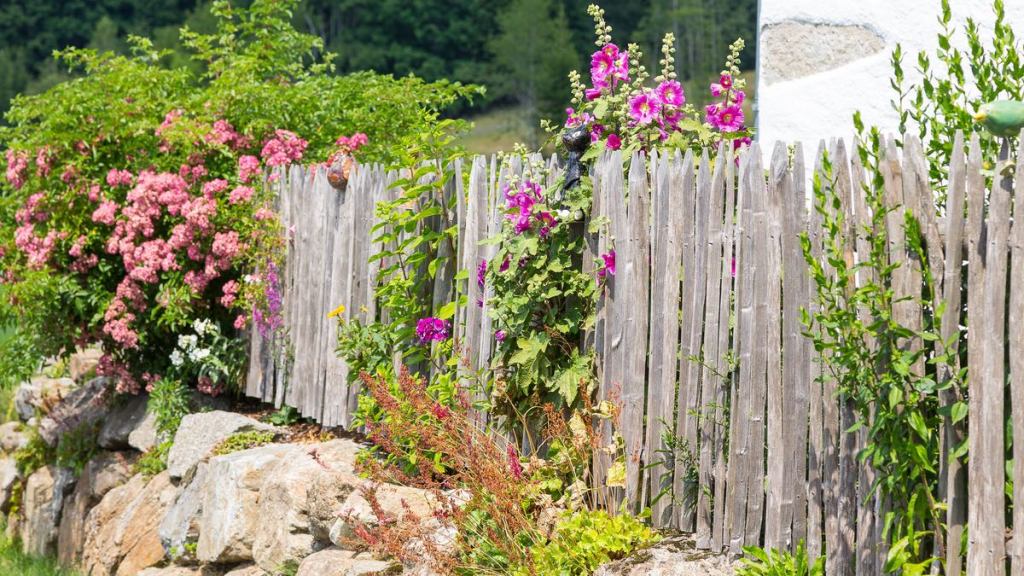 Pflanzen am Gartenzaun.