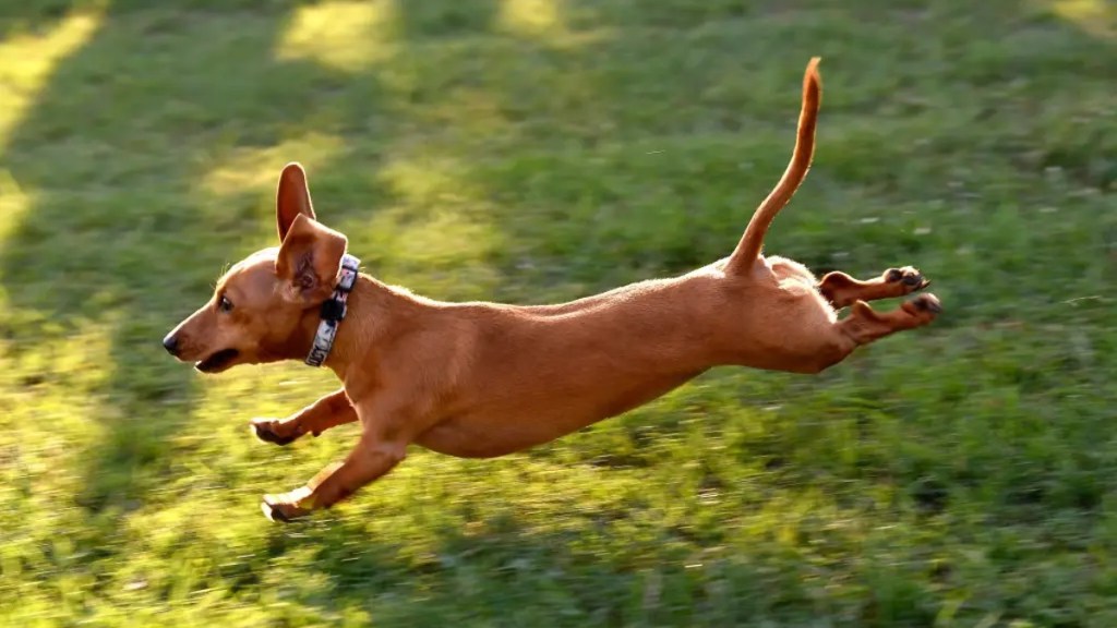 Hund im Garten.