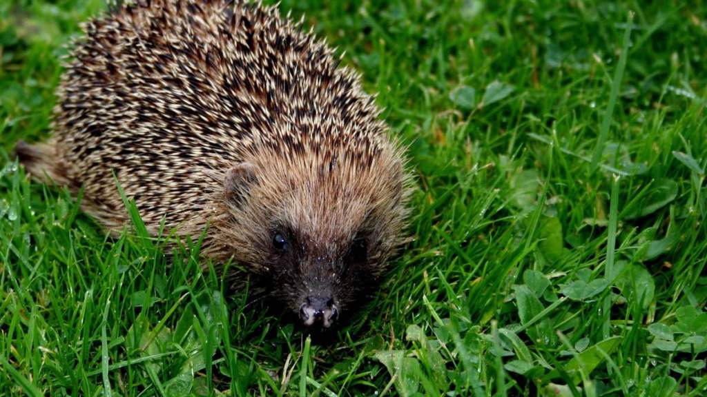 Igel