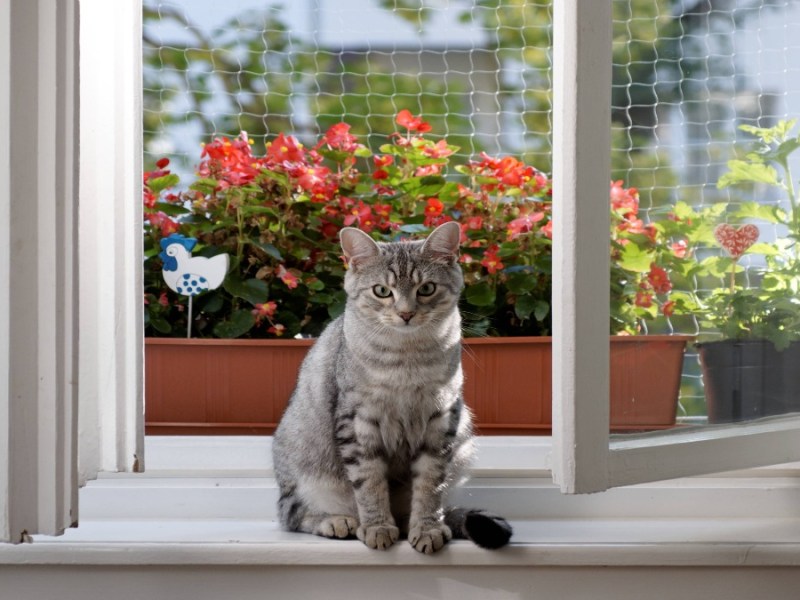 Eine Katze auf einer Fensterbank.