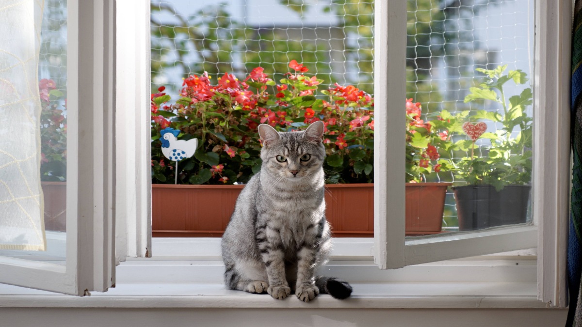 Eine Katze auf einer Fensterbank.