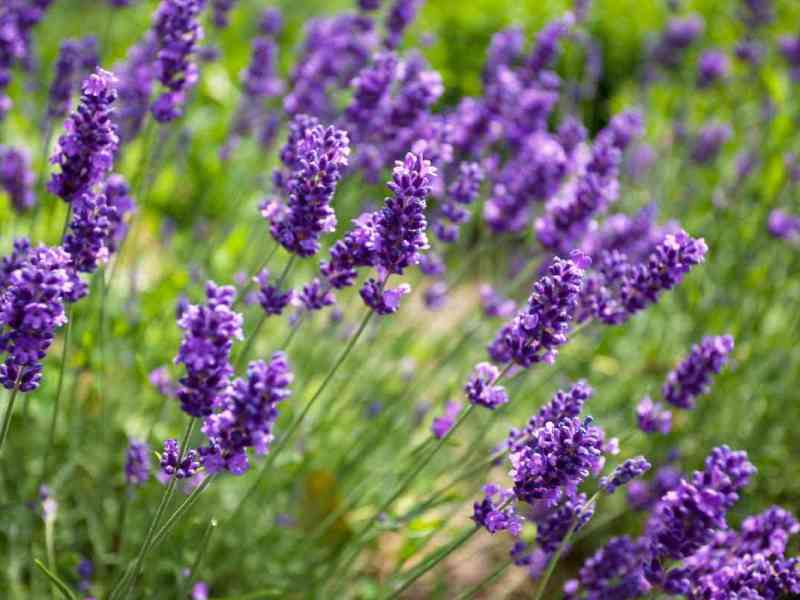 Lavendel blüht im Gras.