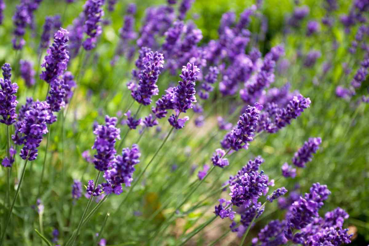 Lavendel blüht im Gras.