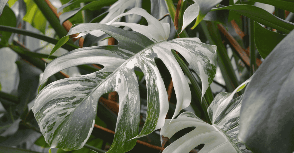 Monstera variegata Panaschierung