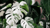 Monstera variegata Panaschierung