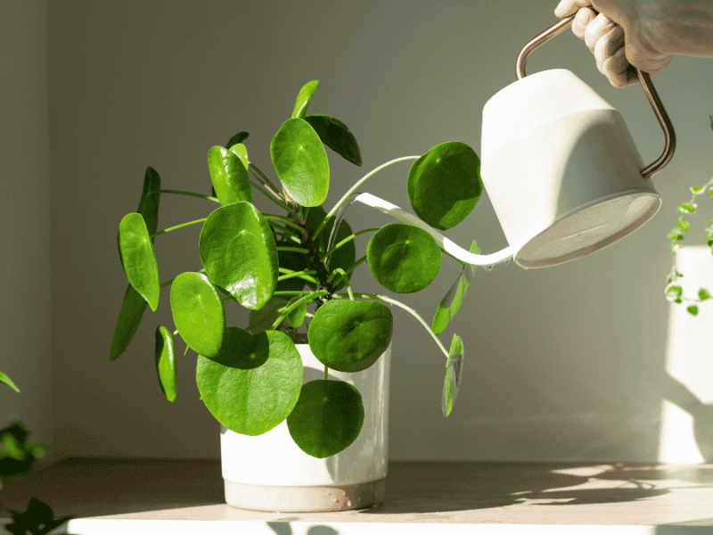 Pflanze übergossen, was tun? Pilea in weißem Topf wird gegossen