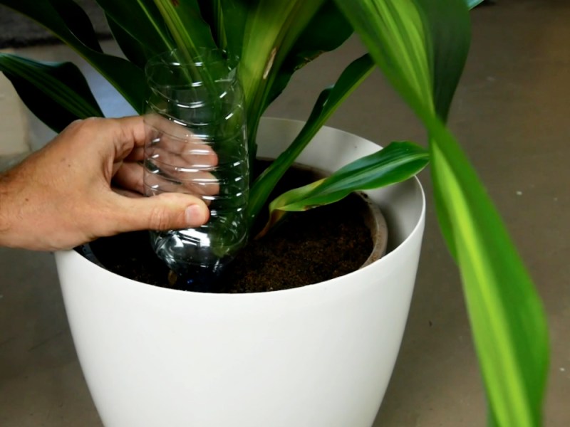 Pflanzen werden mit einer Plastikflasche bewässert.
