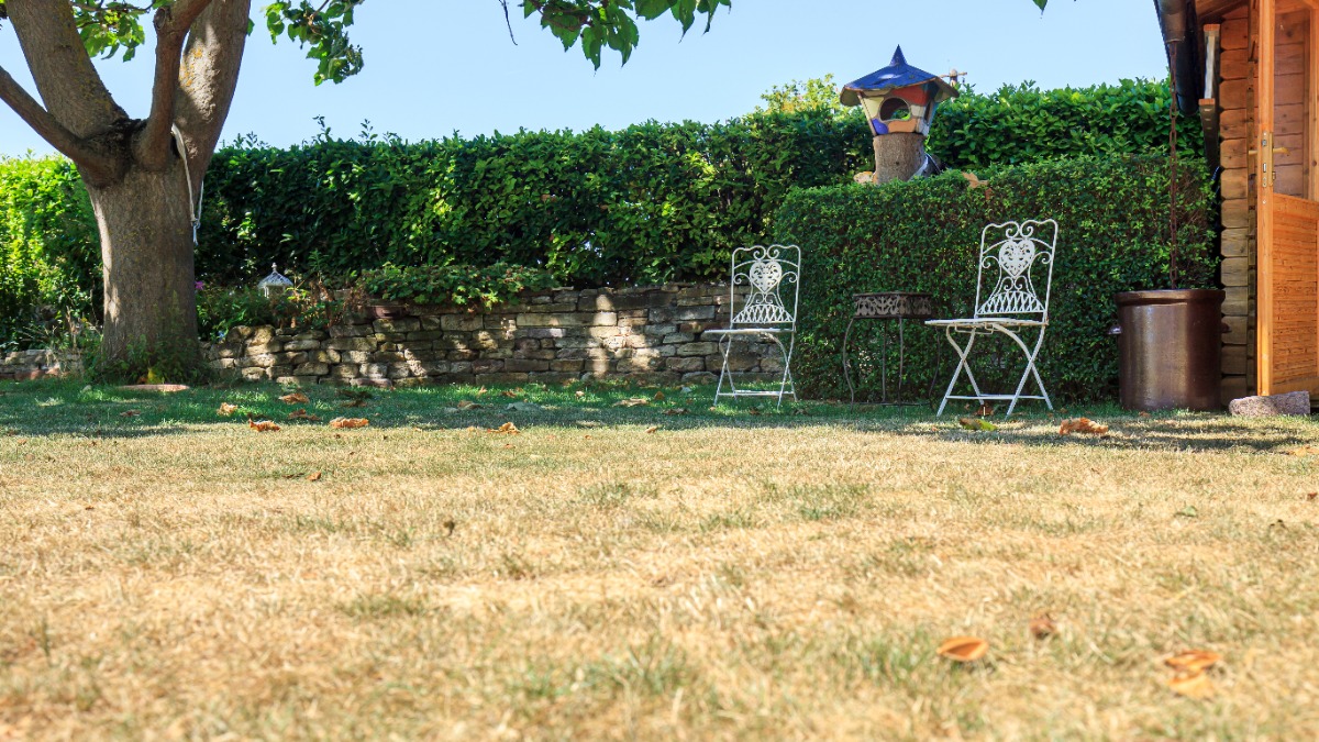 ein vertrockneter Rasen im Sommer
