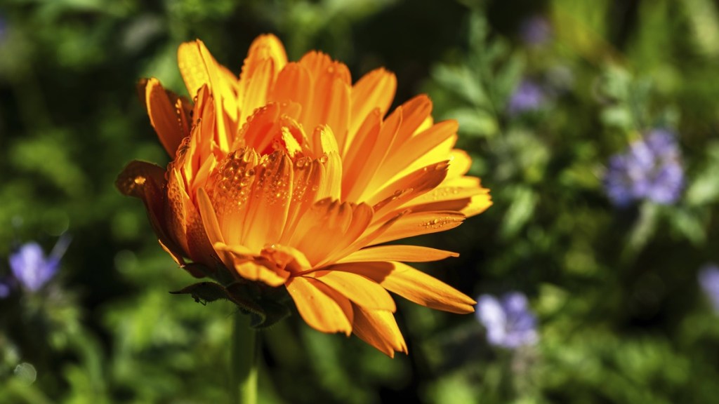 Ringelblume