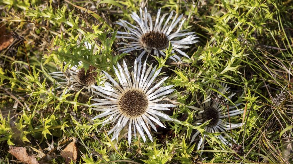 Silberdistel