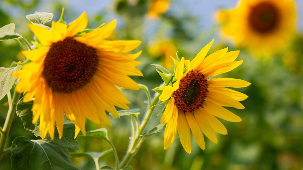 Sonnenblume