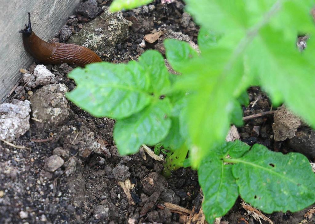 Eine Nacktschnecke in einem Garten.