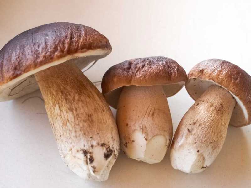Drei frisch gepflückte Steinpilze.
