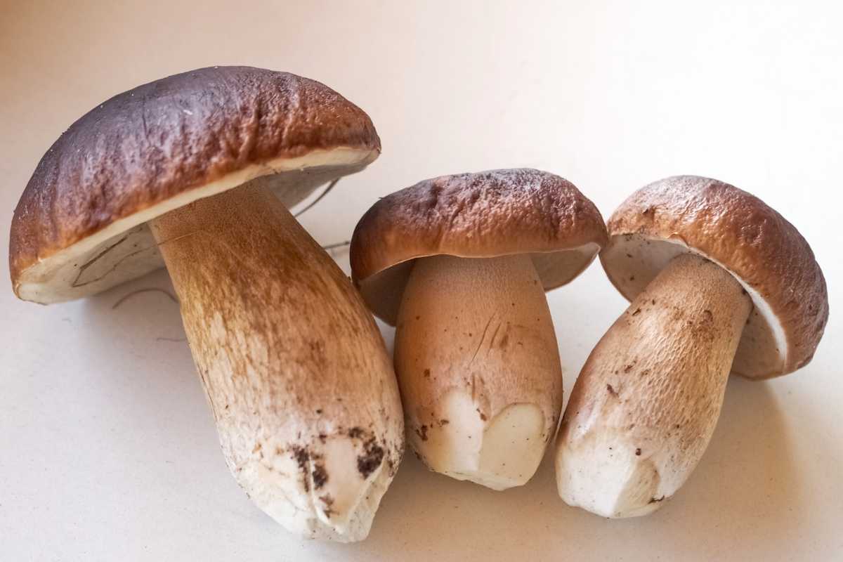 Drei frisch gepflückte Steinpilze.
