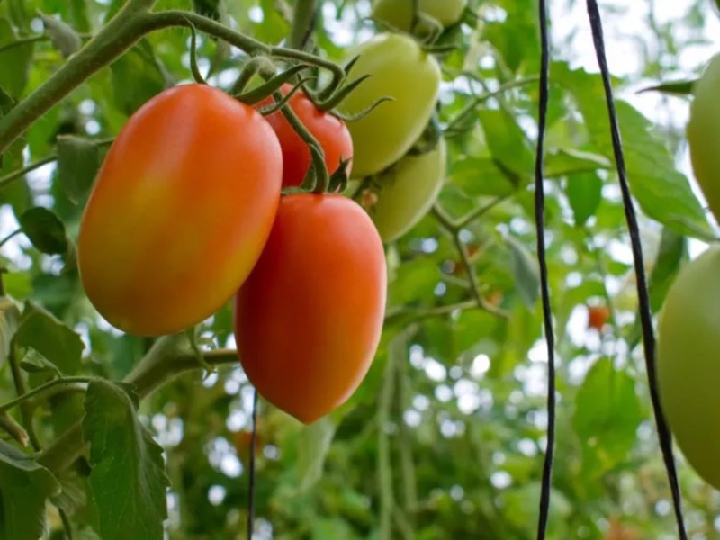 Tomatenpflanzen im Garten tragen erste Früchte.