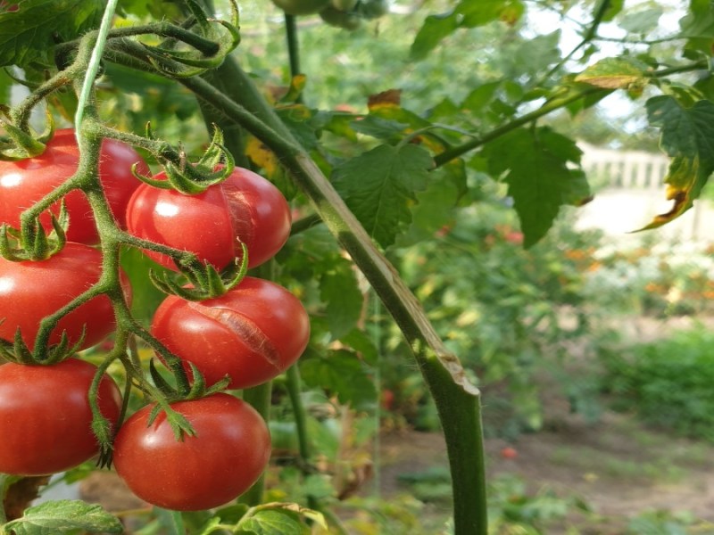 Eine Tomatenpflanze in Nahaufnahme.