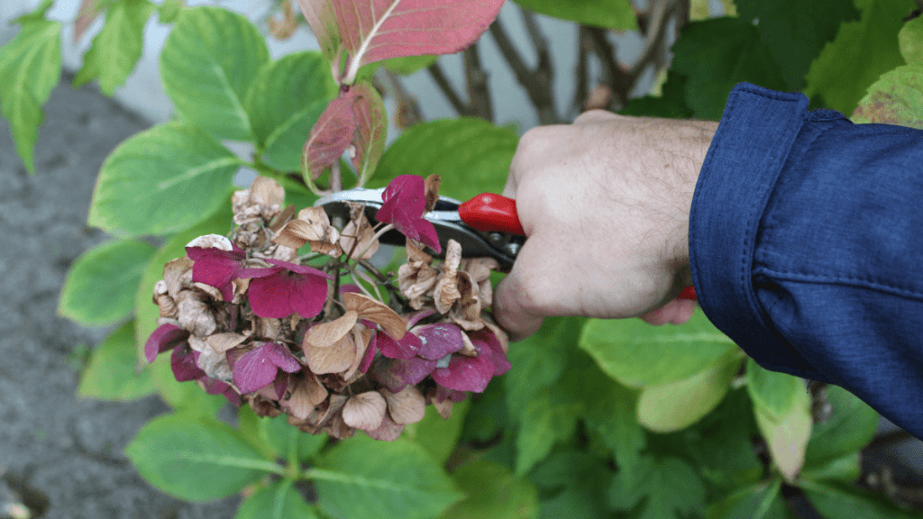 2. Mythos: Verwelkte Blumen umgehend entfernen