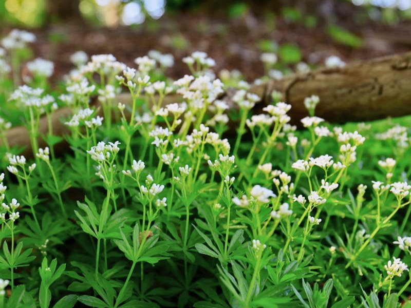 Waldmeister, Birke und Lindenblüte