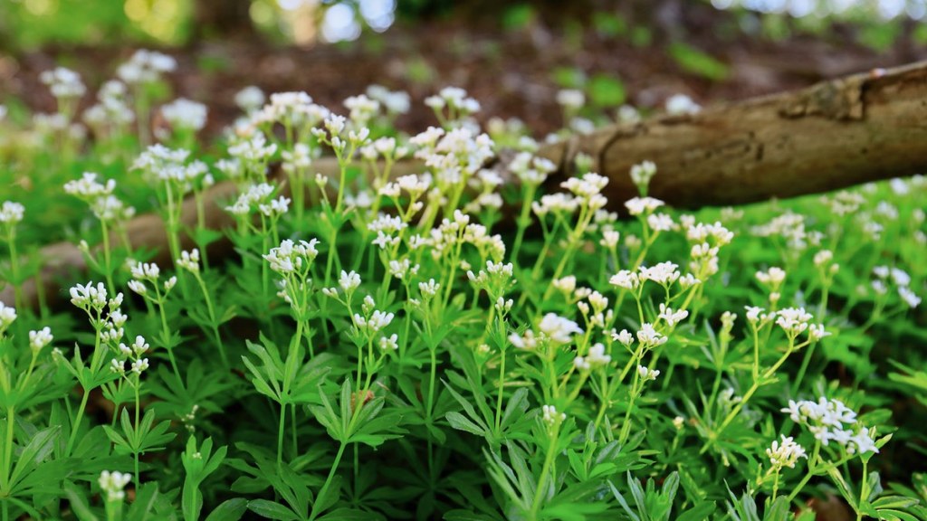 Waldmeister, Birke und Lindenblüte