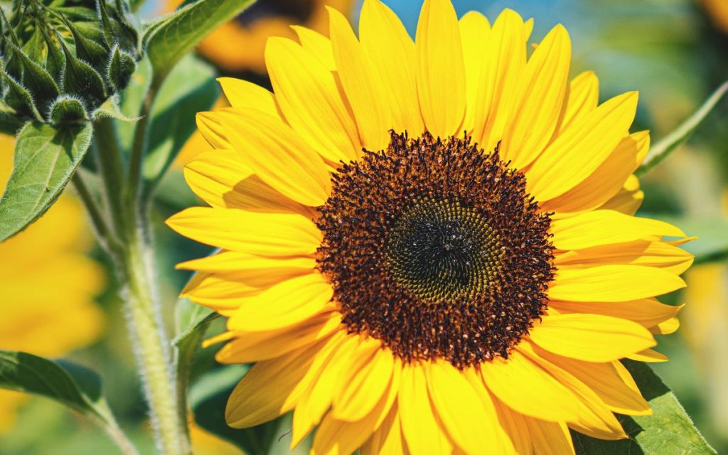 Eine blühende Sonnenblume in Nahaufnahme.