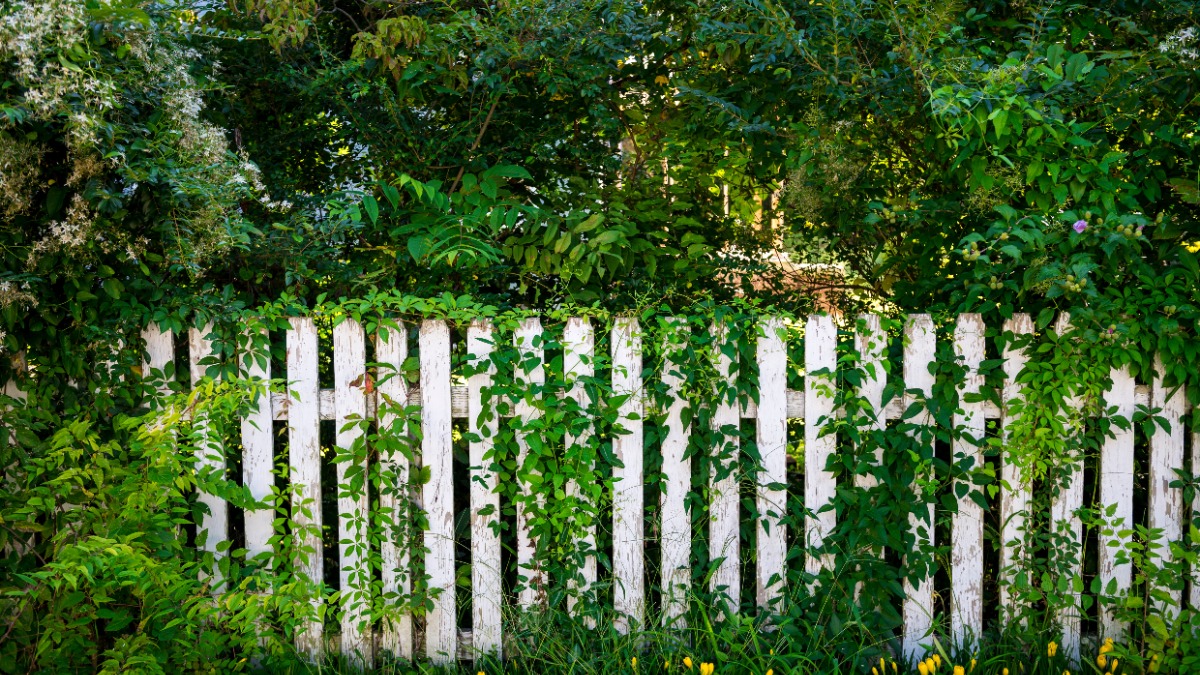 Gartenzaun der mit Pflanzen überwuchert ist
