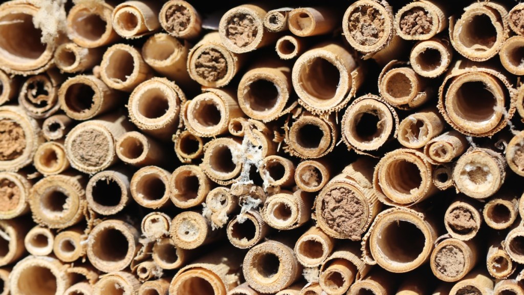 Durch Insekten verschlossene Röhrchen eines Insektenhotels.