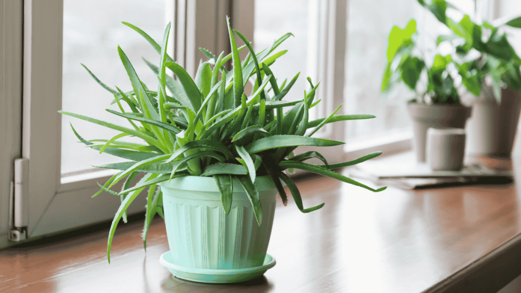 Aloe Vera Topf Standort am Fenster
