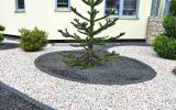Ein Schottergarten mit einem Nadelbaum in der Mitte.
