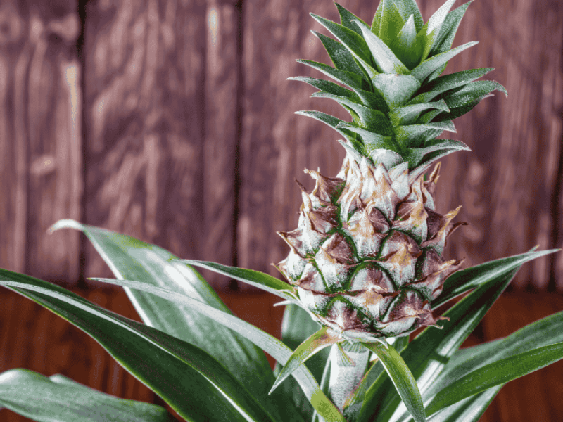 ananas selber pflanzen, Ananaspflanze im Topf
