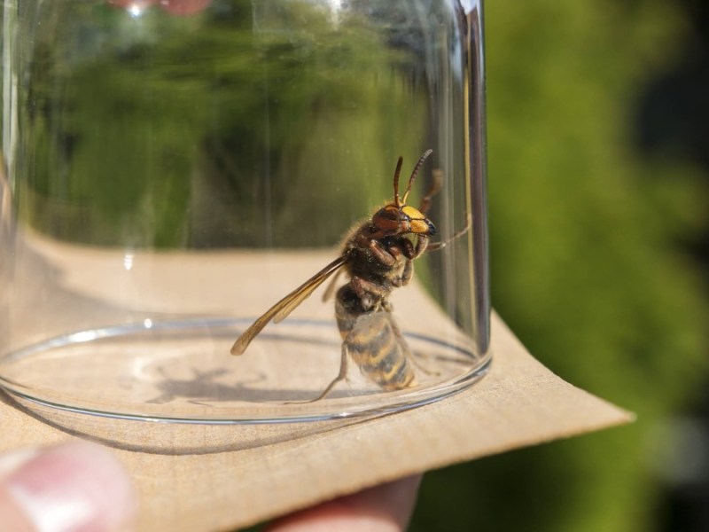 eine Wespe wurde mit einem Glas und einem Papier eingefangen