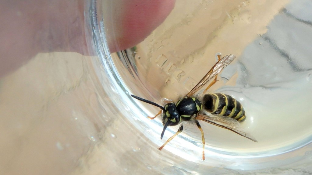 eine Wespe ist in einem Glas
